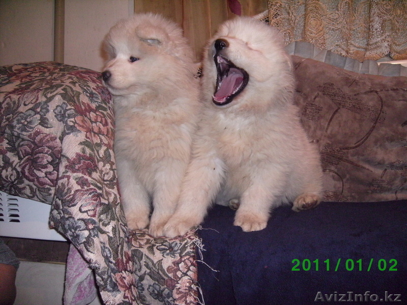 Щенки Самоедской лайки (пушистенький) - Изображение #1, Объявление #338074