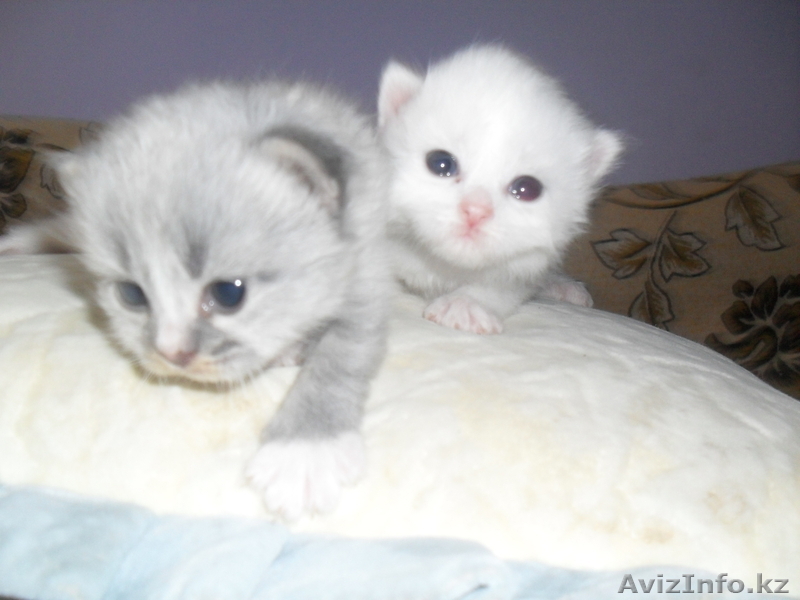 Котята турецкая ангора - Изображение #2, Объявление #336171