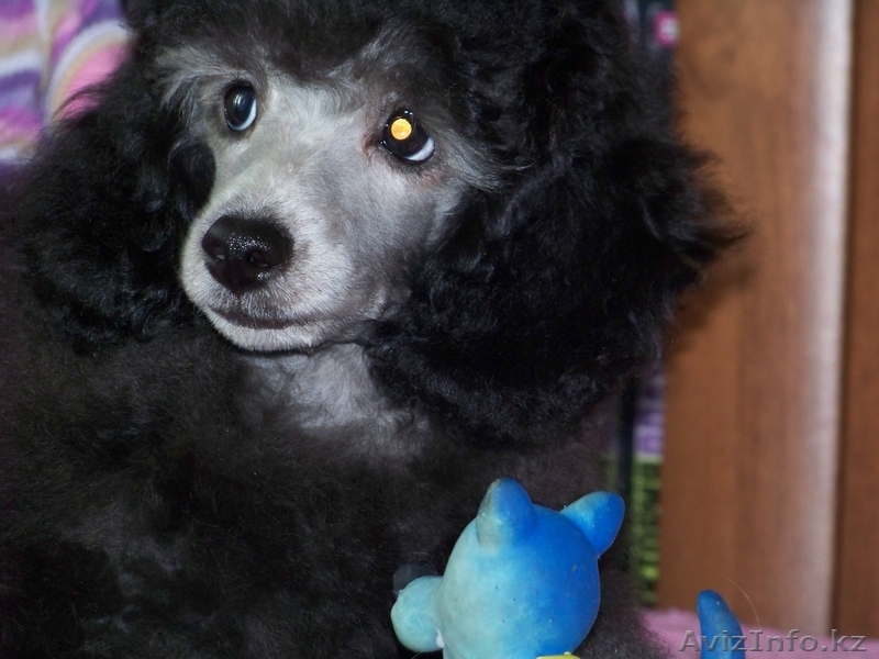 Продам щенков серебристого миниатюрного пуделя - Изображение #4, Объявление #329131