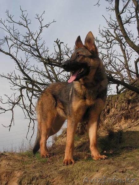 Дрессировка собак - Изображение #1, Объявление #341019