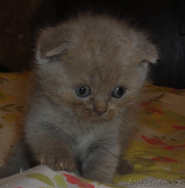 продам очаровательных котят породы Шотландская Вислоухая  и Британца - Изображение #1, Объявление #339644