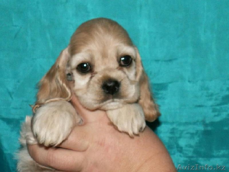 Щенки американского кокер-спаниеля - Изображение #1, Объявление #340544