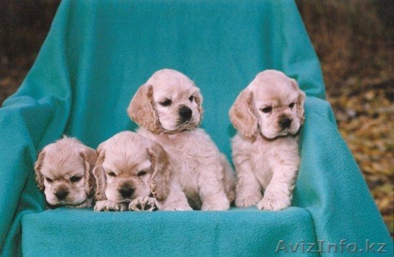 Щенки американского кокер-спаниеля - Изображение #2, Объявление #340544