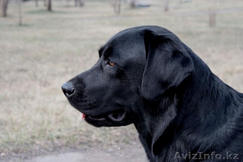 Продам лабрадора-ретривера - Изображение #1, Объявление #365227