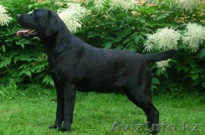 Продам лабрадора-ретривера - Изображение #4, Объявление #365227