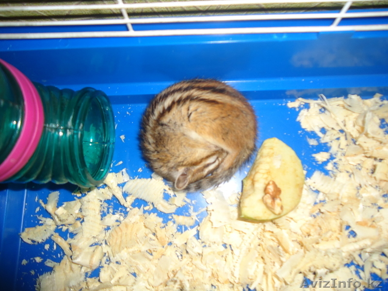 Продам бурундука - Изображение #2, Объявление #351896