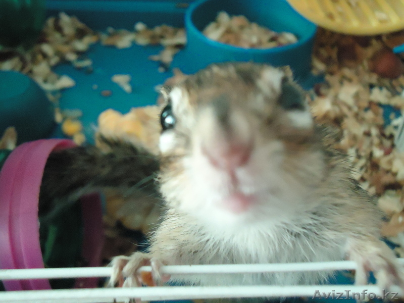 Продам бурундука - Изображение #3, Объявление #351896