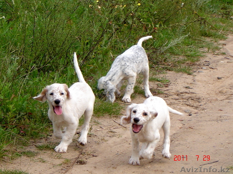 Продаются щенки английского сеттера от рабочиз производителей - Изображение #7, Объявление #334971