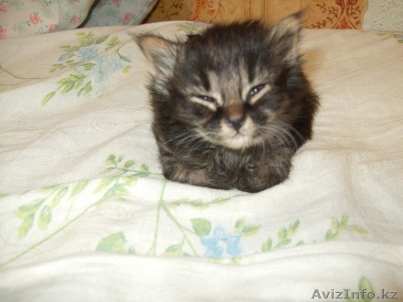 Котята ищут новый дом - Изображение #1, Объявление #358972