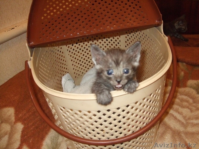 Котята ищут новый дом - Изображение #3, Объявление #358972