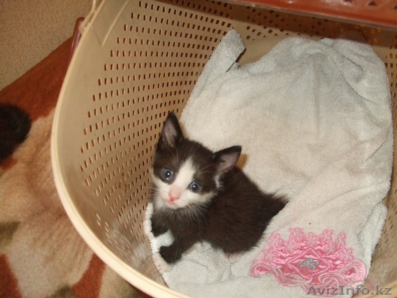 Котята ищут новый дом - Изображение #4, Объявление #358972