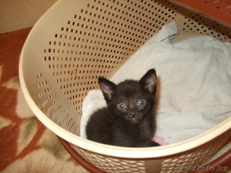 Котята ищут новый дом - Изображение #5, Объявление #358972