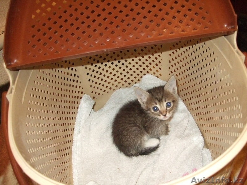 Котята ищут новый дом - Изображение #6, Объявление #358972