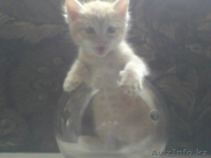 Отдам котят в хорошие руки!! - Изображение #2, Объявление #367135