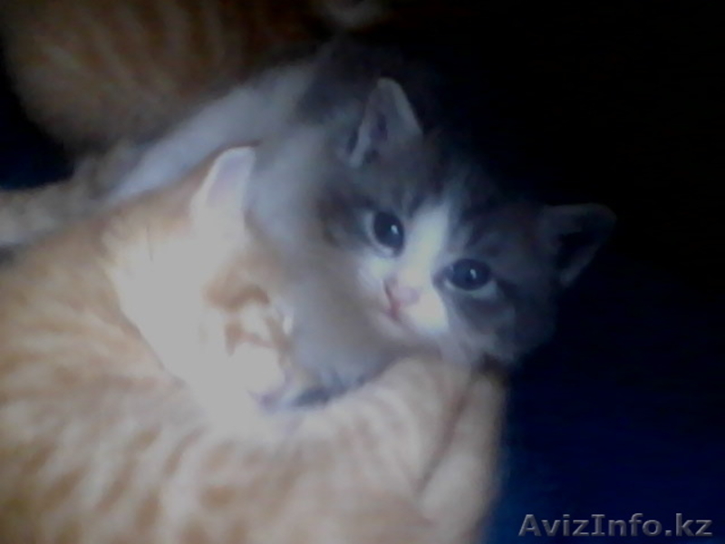 Отдам котят в хорошие руки!! - Изображение #3, Объявление #367135