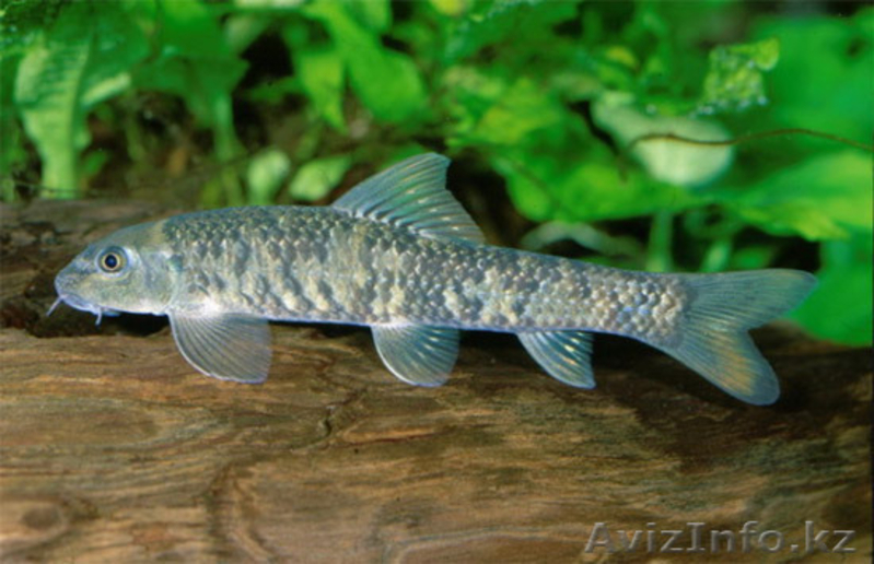 МАССАЖ 100% ПРОФЕССИОНАЛЬНО! - Изображение #4, Объявление #344490