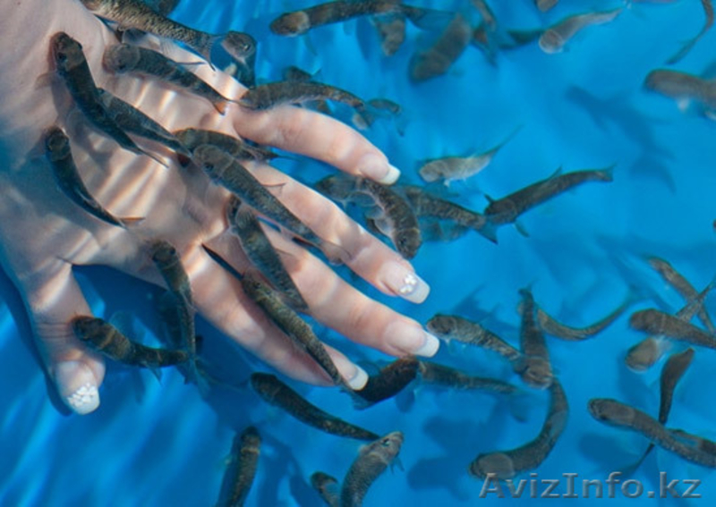 МАССАЖ С ЭКЗОТИЧЕСКИМИ РЫБКАМИ - Изображение #3, Объявление #340520