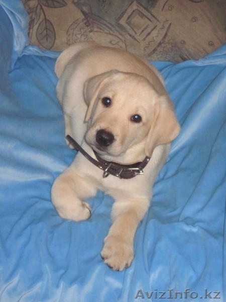 Щенки лабрадора-ретривера - Изображение #2, Объявление #296169
