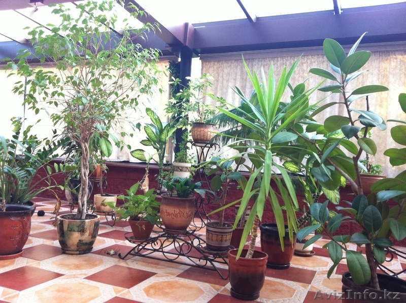 распродажа комнатных растений - Изображение #2, Объявление #357097