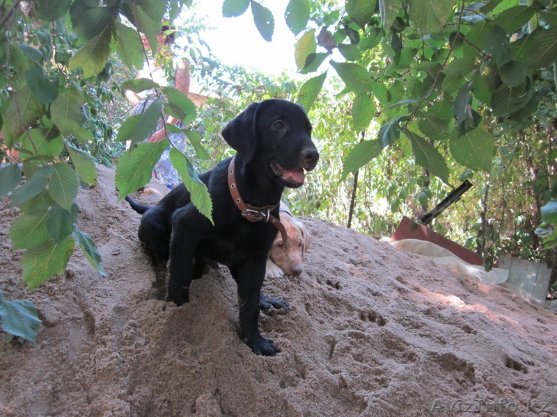 Щенки лабрадора-ретривера - Изображение #3, Объявление #296169