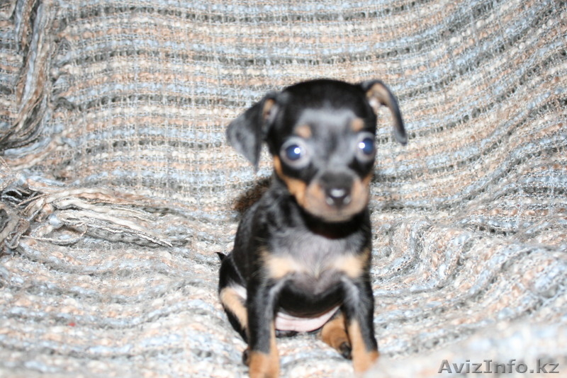 продаем щенков  ТОЙ ТЕРЬЕРА - Изображение #1, Объявление #360293