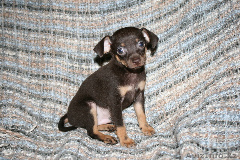 продаем щенков  ТОЙ ТЕРЬЕРА - Изображение #2, Объявление #360293