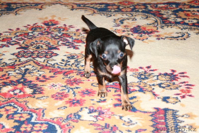 продаем щенков  ТОЙ ТЕРЬЕРА - Изображение #3, Объявление #360293