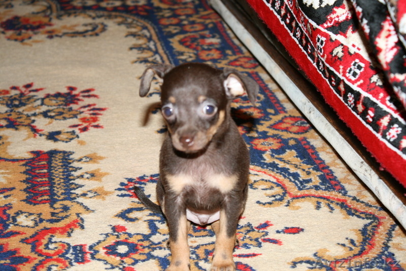 продаем щенков  ТОЙ ТЕРЬЕРА - Изображение #4, Объявление #360293