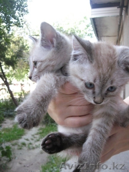 котята ищут дом - Изображение #3, Объявление #345132