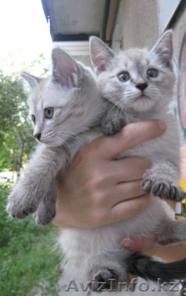 котята ищут дом - Изображение #2, Объявление #345132