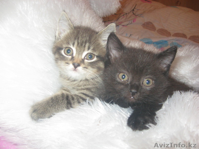 котята продам, отдам в хорошие руки - Изображение #1, Объявление #358675