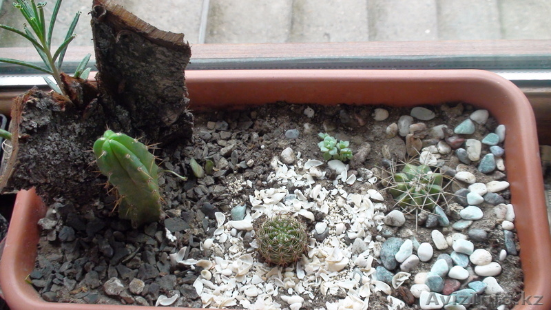 кактусы и суккуленты - Изображение #3, Объявление #358249