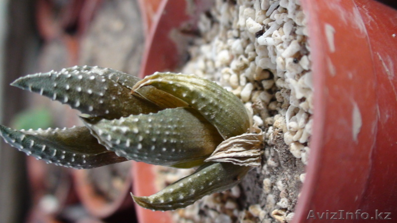 кактусы и суккуленты - Изображение #4, Объявление #358249