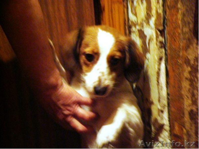 Собачки,Кошечки в хорошие руки! - Изображение #5, Объявление #339632