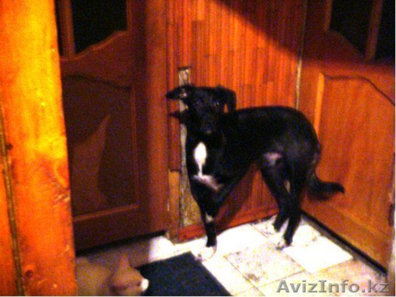 Собачки,Кошечки в хорошие руки! - Изображение #6, Объявление #339632