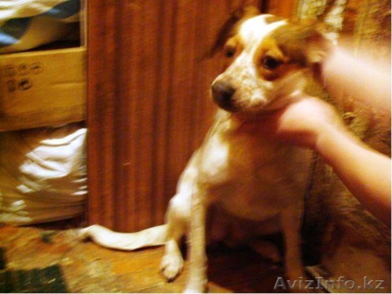 Собачки,Кошечки в хорошие руки! - Изображение #7, Объявление #339632