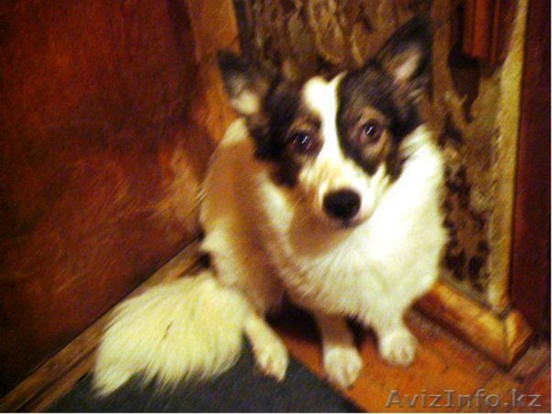 Собачки,Кошечки в хорошие руки! - Изображение #1, Объявление #339632