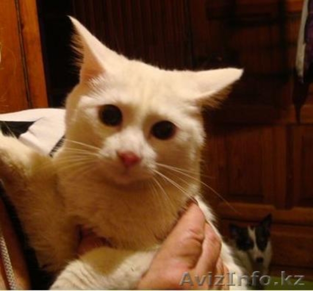 Собачки,Кошечки в хорошие руки! - Изображение #2, Объявление #339632