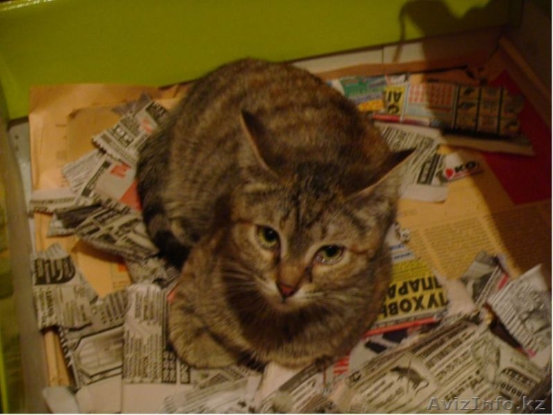 Собачки,Кошечки в хорошие руки! - Изображение #4, Объявление #339632