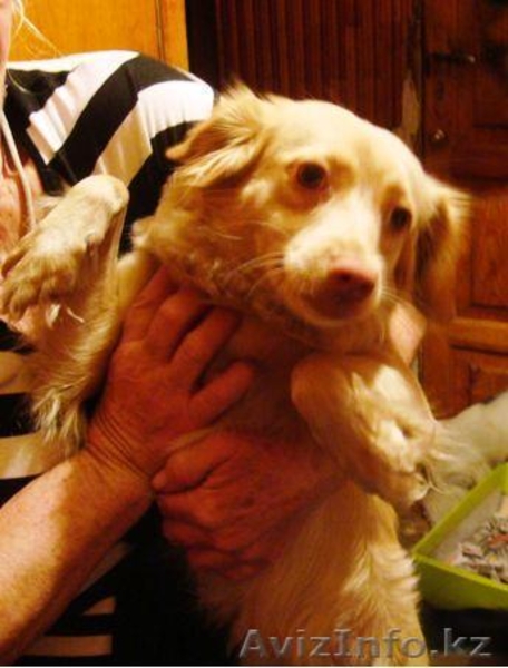 Собачки,Кошечки в хорошие руки! - Изображение #9, Объявление #339632