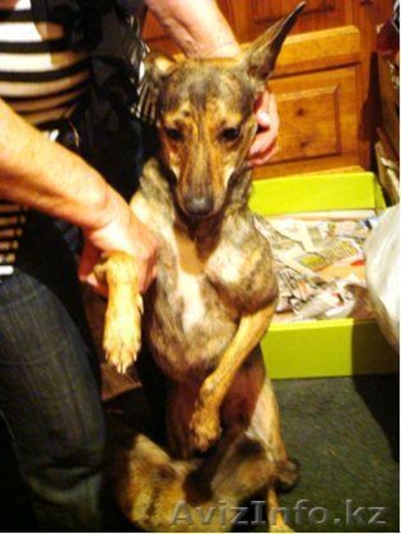 Даром в хорошие руки! - Изображение #3, Объявление #339637