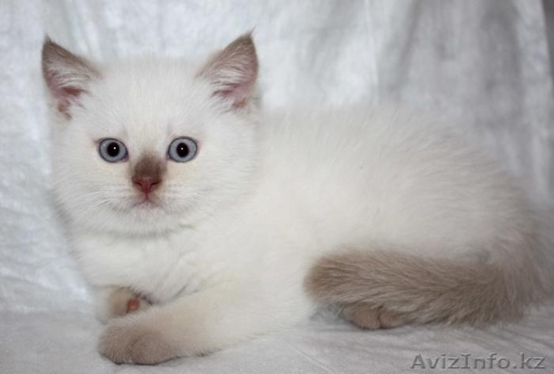 Британские котята циннамон-пойнт - Изображение #3, Объявление #393015