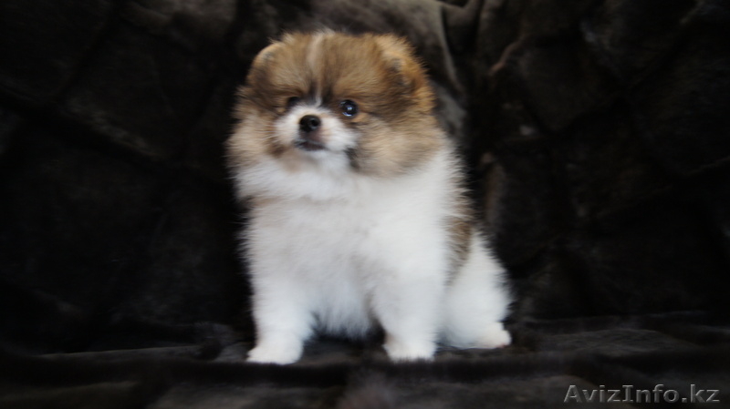 щенки шпица редкого окраса - Изображение #1, Объявление #373625