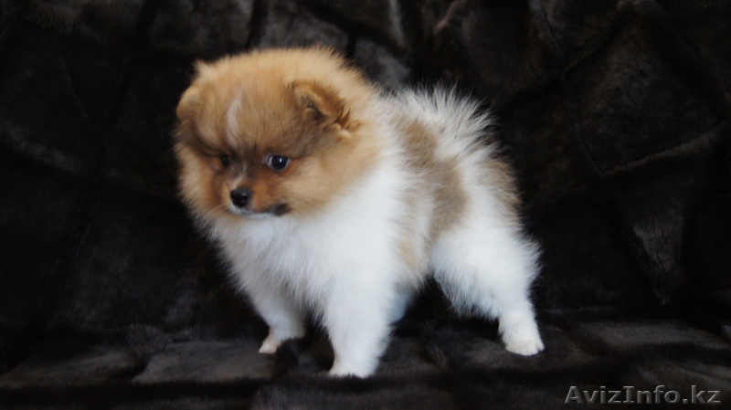 щенки шпица редкого окраса - Изображение #3, Объявление #373625