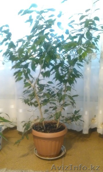 Фикус Бенджамин - Изображение #3, Объявление #375307