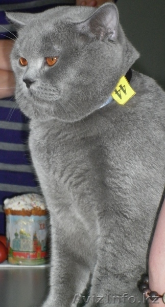 Продам элитных британских котят - Изображение #2, Объявление #367214