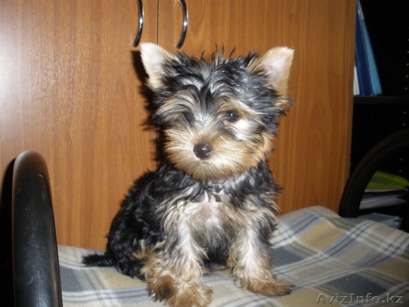 Продам щенков Йоркширского терьера - Изображение #2, Объявление #388182