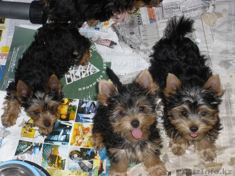Продам щенков Йоркширского терьера - Изображение #3, Объявление #388182