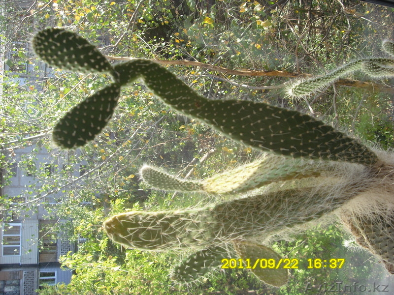 Продам комнатные растения - Изображение #1, Объявление #388666