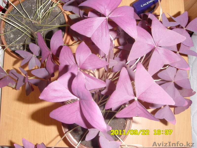 Продам комнатные растения - Изображение #2, Объявление #388666